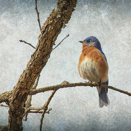 Bluebird Blues by Bill and Linda Tiepelman