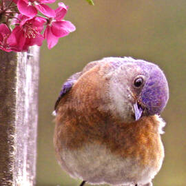 Bluebird by Jean Noren