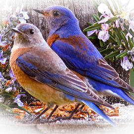 Bluebird Wedding by Jean Noren