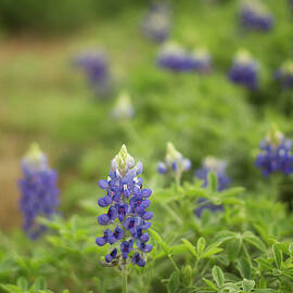 Bluebonnet by Kevin Sherman