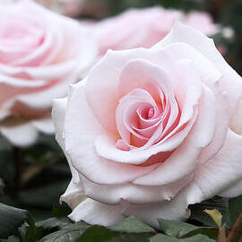 Blush Pink Roses by Rona Black