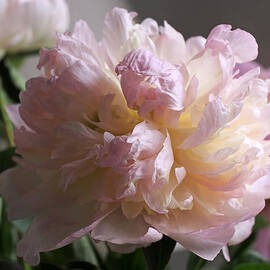 Blushing Peony by Rona Black