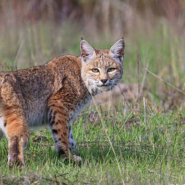 Bobcat Glance by Beth Sargent