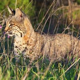Bobcat in the Grass by Beth Sargent
