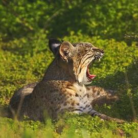 Bobcat Yawn by Beth Sargent