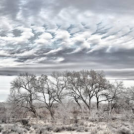 Bosque Pale by Mary Lee Dereske