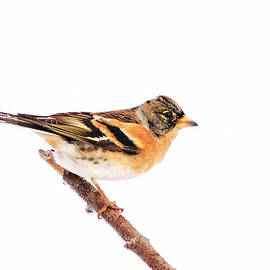 Brambling by Grant Glendinning