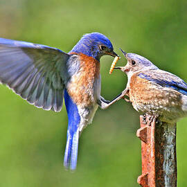 Breast feeding. by Jean Noren