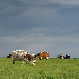 Breton Cows by Alain Bachellier