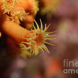 Brightly colored Yellow Encrusting Anemone by Sami Sarkis Photography