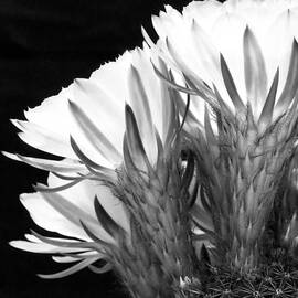 Brilliant Blossoms Diptych Left by Kelley King