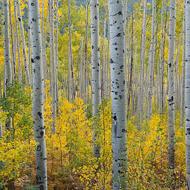 Brilliant Colors of the Autumn Aspen Forest by Cascade Colors