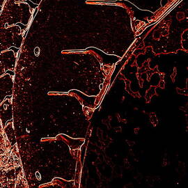 Bringing in the sheaves by Richard Reeve