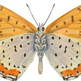 Bronze copper butterfly by Anonymous