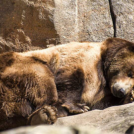 Brown bear asleep again by Flees Photos