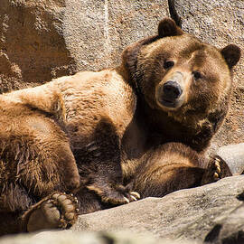 Brown bear awakens by Flees Photos