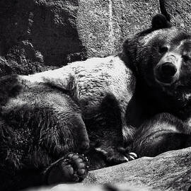 Brown Bear by Flees Photos