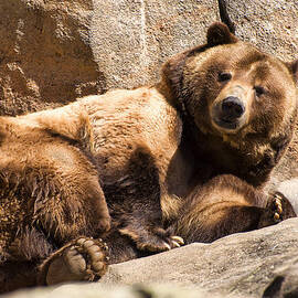 Brown Bear is fully awake by Flees Photos