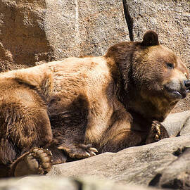 Brown bear nods back asleep by Flees Photos