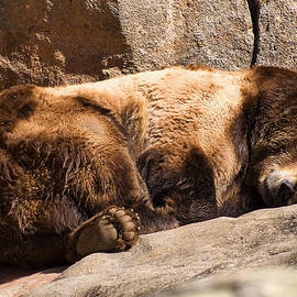 Brown Bear Sleeping by Flees Photos