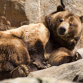 Brown bear winks by Flees Photos