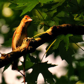 brown finch by Flees Photos