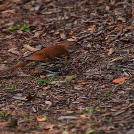 brown thrasher eating a cricket by Flees Photos
