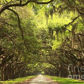 Brunswick Avenue Of The Oaks by Adam Jewell