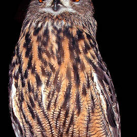 Bubo looks down by Jean Noren
