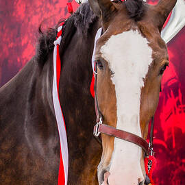 Budweiser Clydesdale by Stacy Abbott