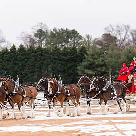 Budweiser Clydesdales by Stacy Abbott