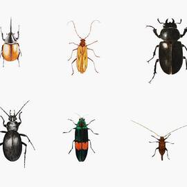 Bugs by Ele Grafton