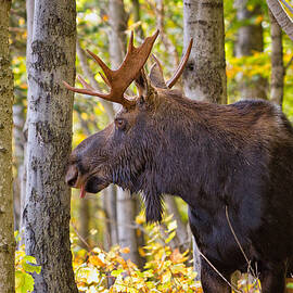 Bull Moose In The Birches by Jeff Sinon