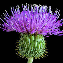 Bull Thistle Flower by Dean Fikar