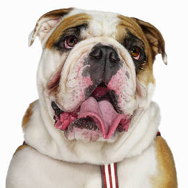 Bulldog by Gandee Vasan