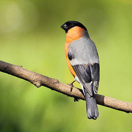 Bullfinch by Grant Glendinning