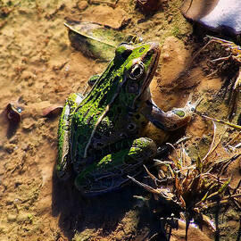 bullfrog 2 by Flees Photos