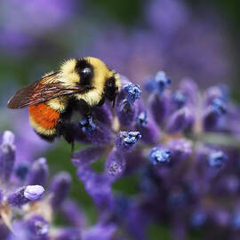 Bumblebee on Lavender by Rona Black