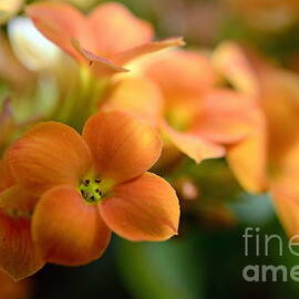 Bunch of small orange flowers by Sami Sarkis Photography