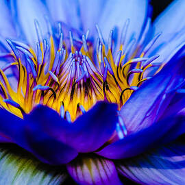Burning Water Lily by Louis Dallara
