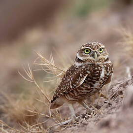 Burrowing Owl by Alan Vernon
