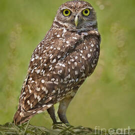 Burrowing Owl by Susan Candelario