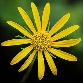 Bursting Yellow Petals by Bill and Linda Tiepelman