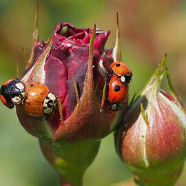 Busy Ladybugs by Rona Black