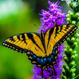 Butterflies are Free by Louis Dallara