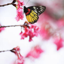 Butterfly And Cherry Blossoms by Samyaoo