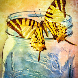 Butterfly Blue Glass Jar by Bob Orsillo Studio d'artista