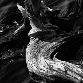 C Curve Abstract by Louis Dallara