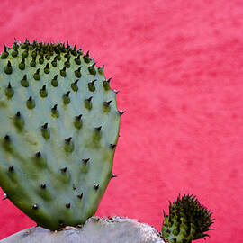 Cactus and Pink Wall by Carol Leigh