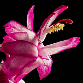 Cactus Blossom by Mary Jo Allen